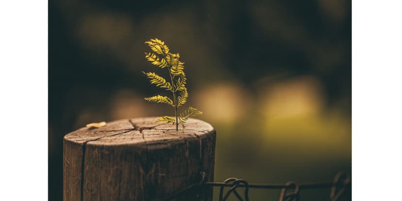 Resilience as a Business Owner in the Face of Bereavement